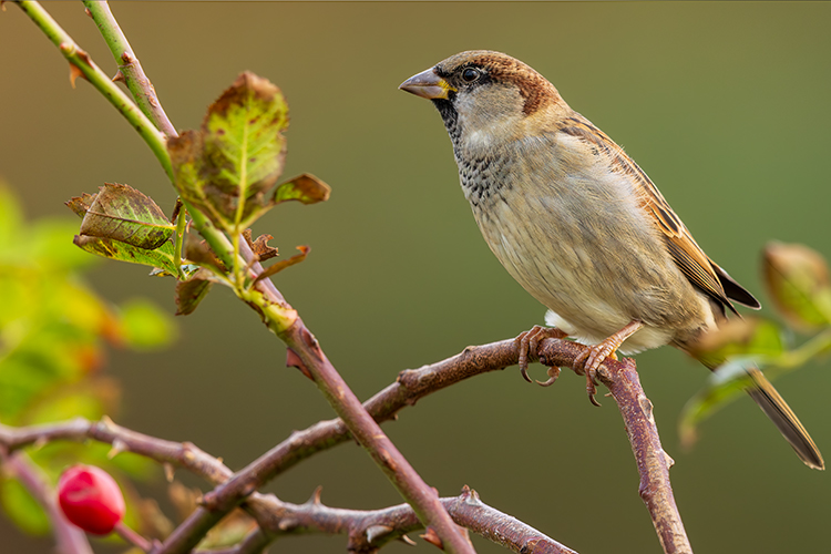 Male House Sparrow 